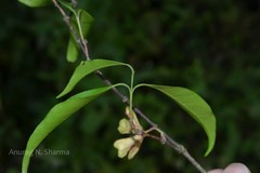 Euonymus indicus